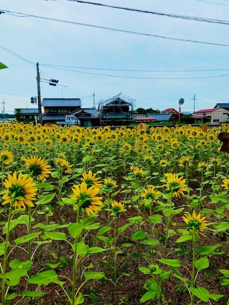 滋賀県甲賀市のひまわり畑